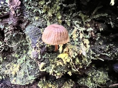 Mycena kuurkacea