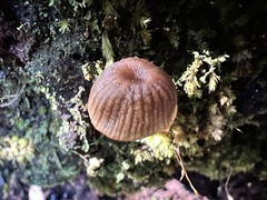Mycena kuurkacea
