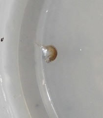 Talorchestia
