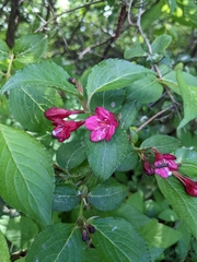 Weigela florida