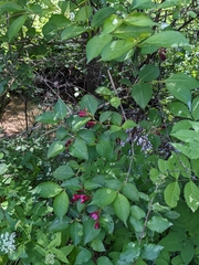 Weigela florida