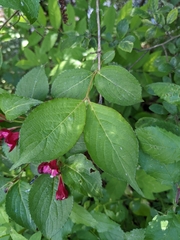Weigela florida