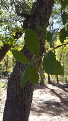 Quercus oblongifolia