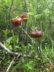 Sarracenia