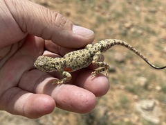 Phrynocephalus versicolor