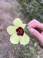 Hibiscus caesius
