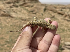 Phrynocephalus versicolor