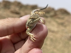 Phrynocephalus versicolor