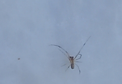 Frontinellina frutetorum