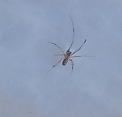 Frontinellina frutetorum