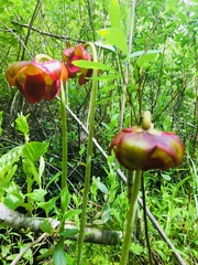 Sarracenia