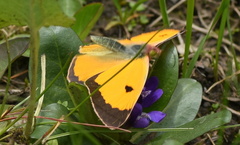Colias fieldii