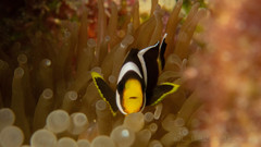 Amphiprion