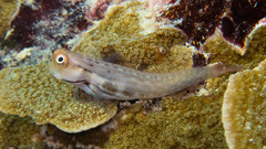 Ecsenius yaeyamaensis