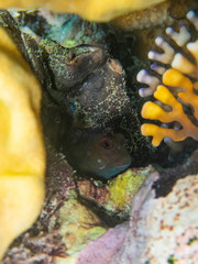 Parablennius tasmanianus