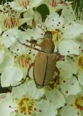 Macrodactylus subspinosus