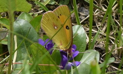 Colias fieldii