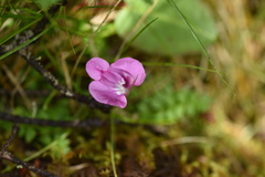 Pedicularis siphonantha