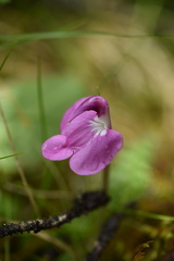 Pedicularis siphonantha