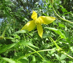 Clematis tangutica