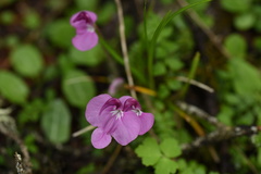Pedicularis siphonantha