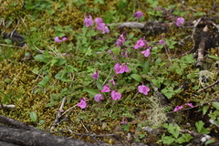 Pedicularis siphonantha
