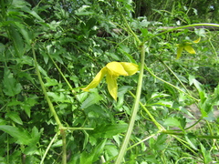 Clematis tangutica