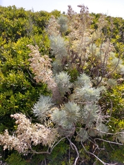 Artemisia arborescens