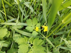 Chelidonium majus