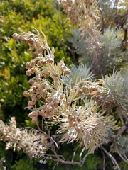 Artemisia arborescens