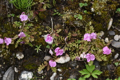 Pedicularis siphonantha