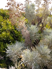 Artemisia arborescens