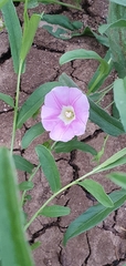 Polymeria longifolia