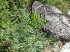 Artemisia vulgaris