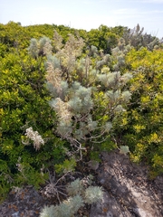 Artemisia arborescens