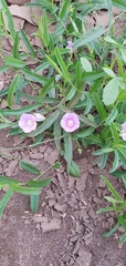 Polymeria longifolia