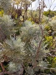 Artemisia arborescens