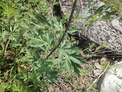 Artemisia vulgaris