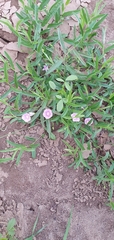 Polymeria longifolia