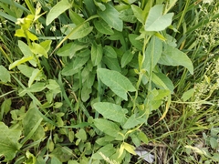 Convolvulus arvensis