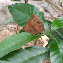 Arhopala centaurus pirama