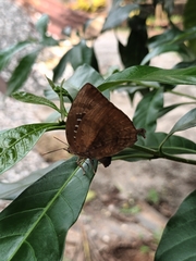 Arhopala centaurus pirama