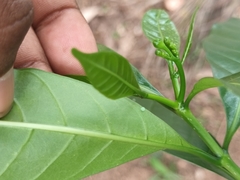 Arhopala centaurus pirama