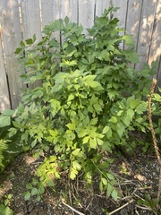 Levisticum officinale