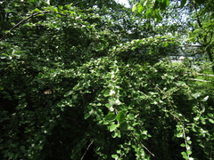 Cotoneaster racemiflorus