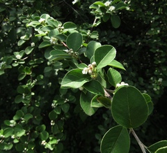 Cotoneaster tomentosus