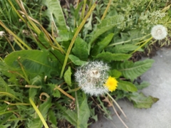 Taraxacum officinale