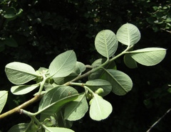Cotoneaster tomentosus