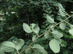 Cotoneaster tomentosus
