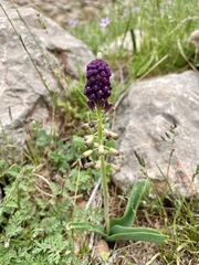 Muscari caucasicum